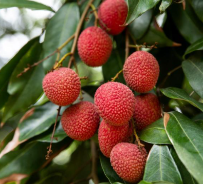 荔枝树是凶树还是吉树