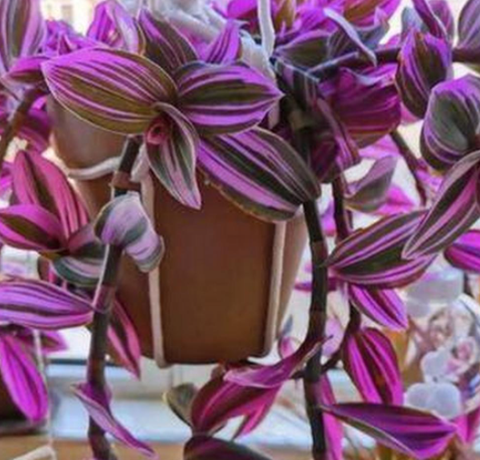 紫叶吊兰开花时间是什么时候呢