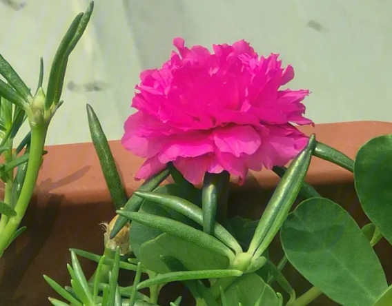 太阳花十天了还没发芽怎么办呢