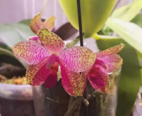 蝴蝶兰开花后花剑怎么处理