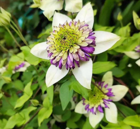 四季开花的爬藤花有哪些呢