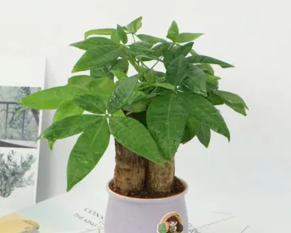 发财树最怕什么水浇