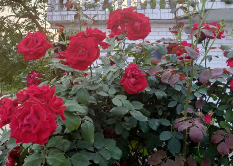 门口种什么花最好