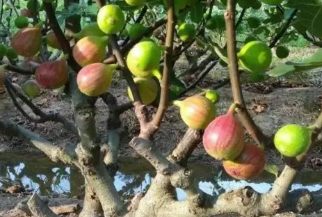 怎样修剪无花果