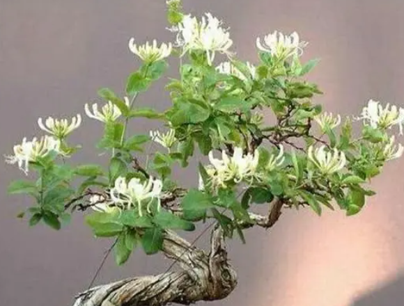 金银花可以室内盆栽吗