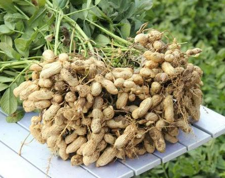 种植花生的利润是多少