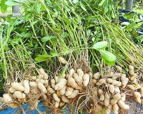 夏播花生什么品种