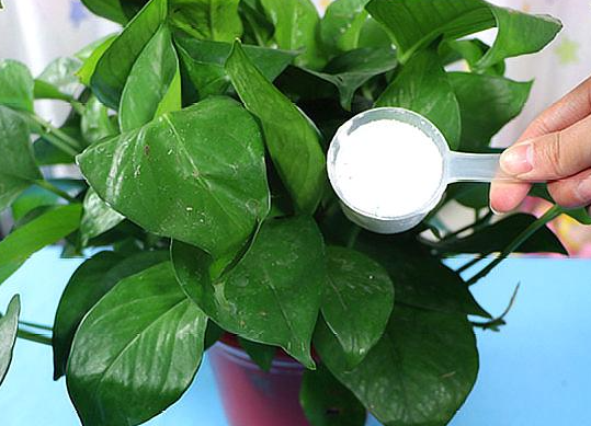 洗衣粉水怎么处理才能浇花