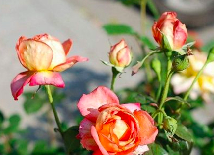 月季花的养护方法是什么呢