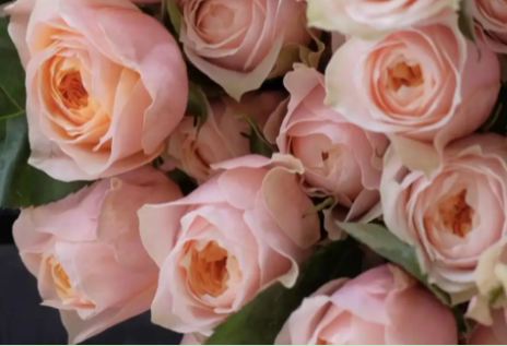 果汁玫瑰一年开几次花