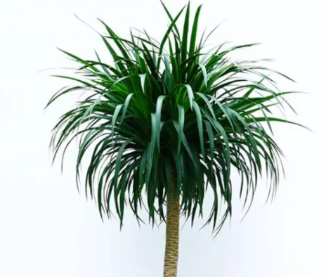 龙须树杆扦插多久发芽