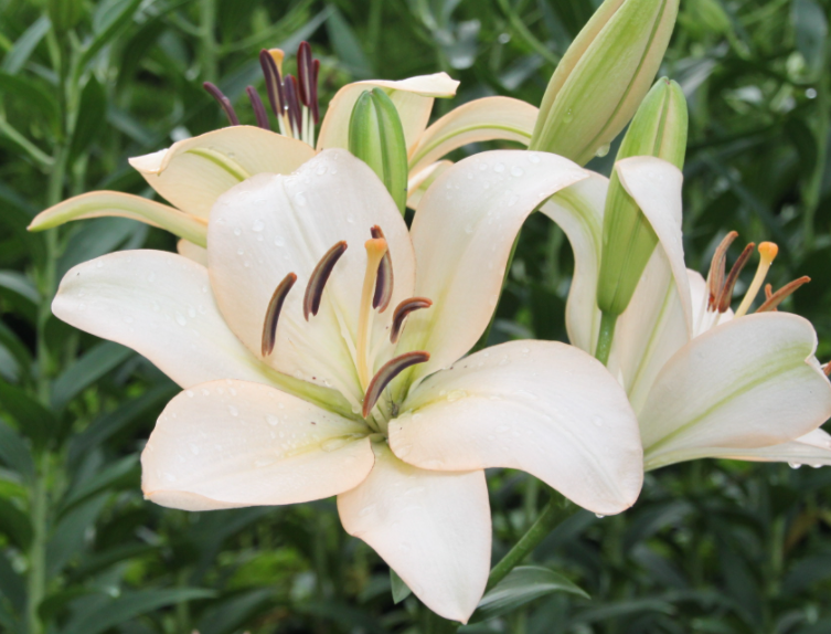 百合花什么时候种最好