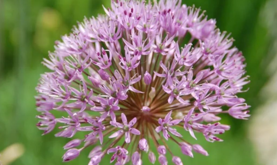 蒜苗开花后是什么样子