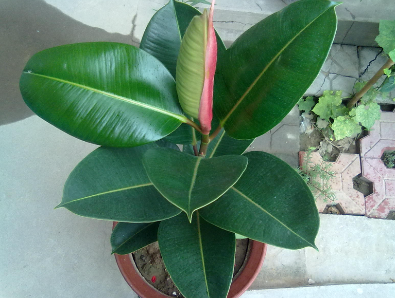 橡皮树施肥需施什么肥料