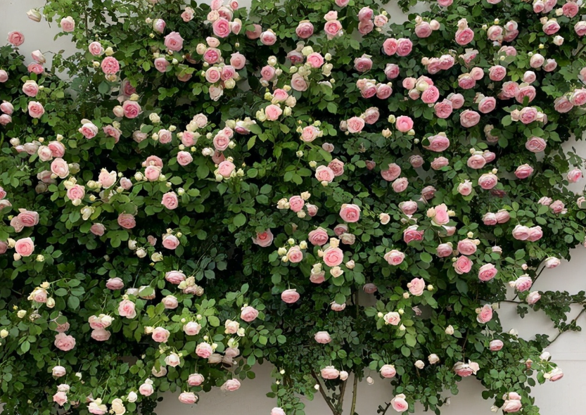 爬藤月季花的养殖方法