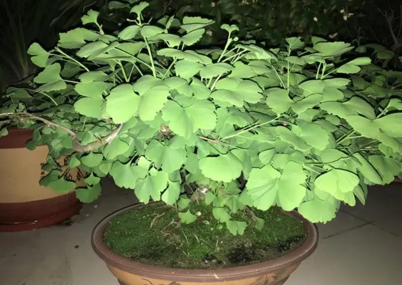 银杏树盆栽风水禁忌