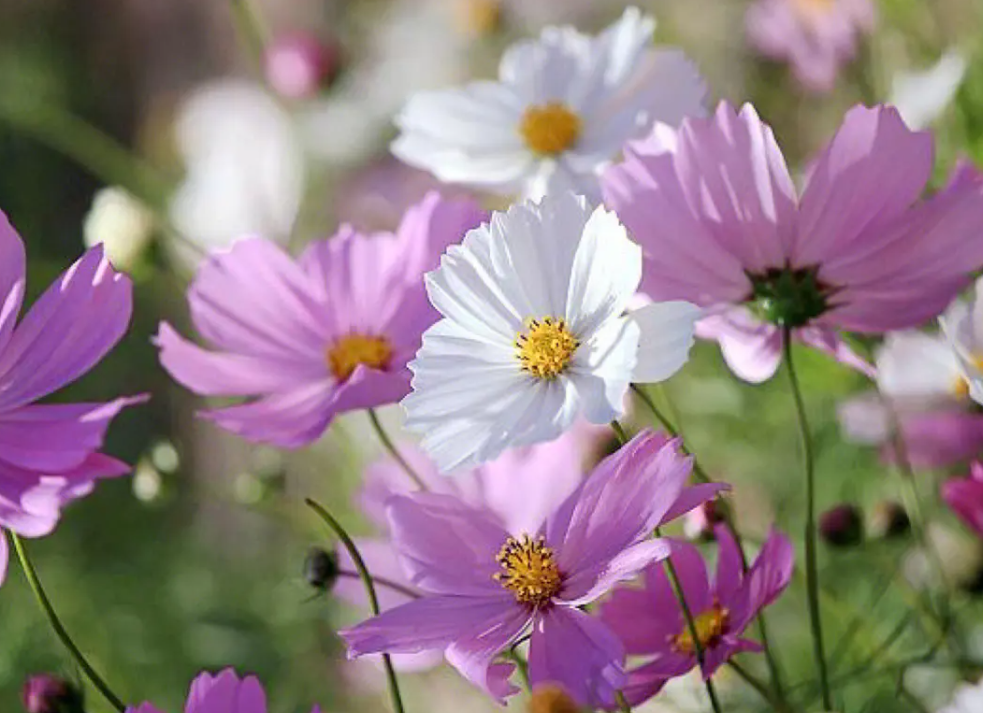 波斯菊花种子什么时候播种