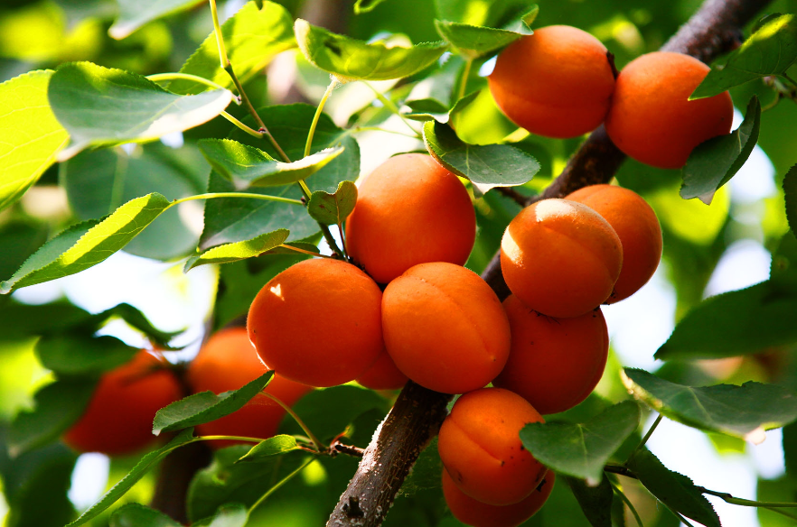 家门口能不能栽杏树