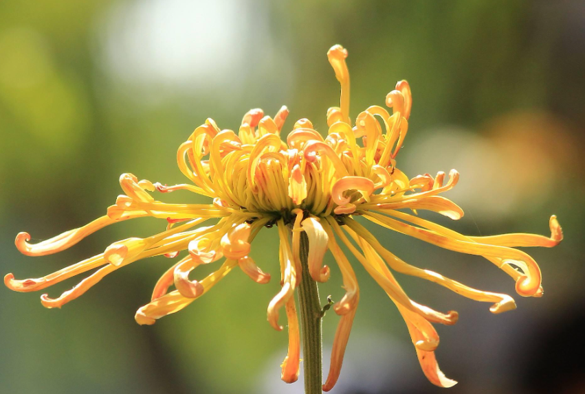 水养菊花怎么养护