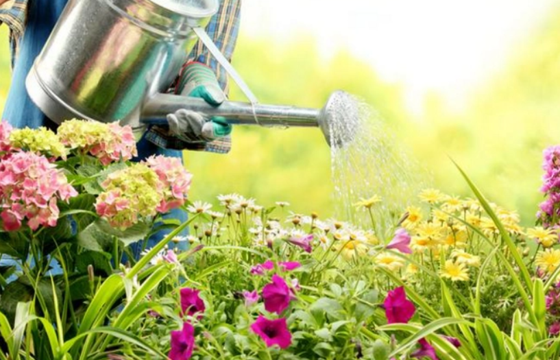 啤酒怎么处理才能浇花