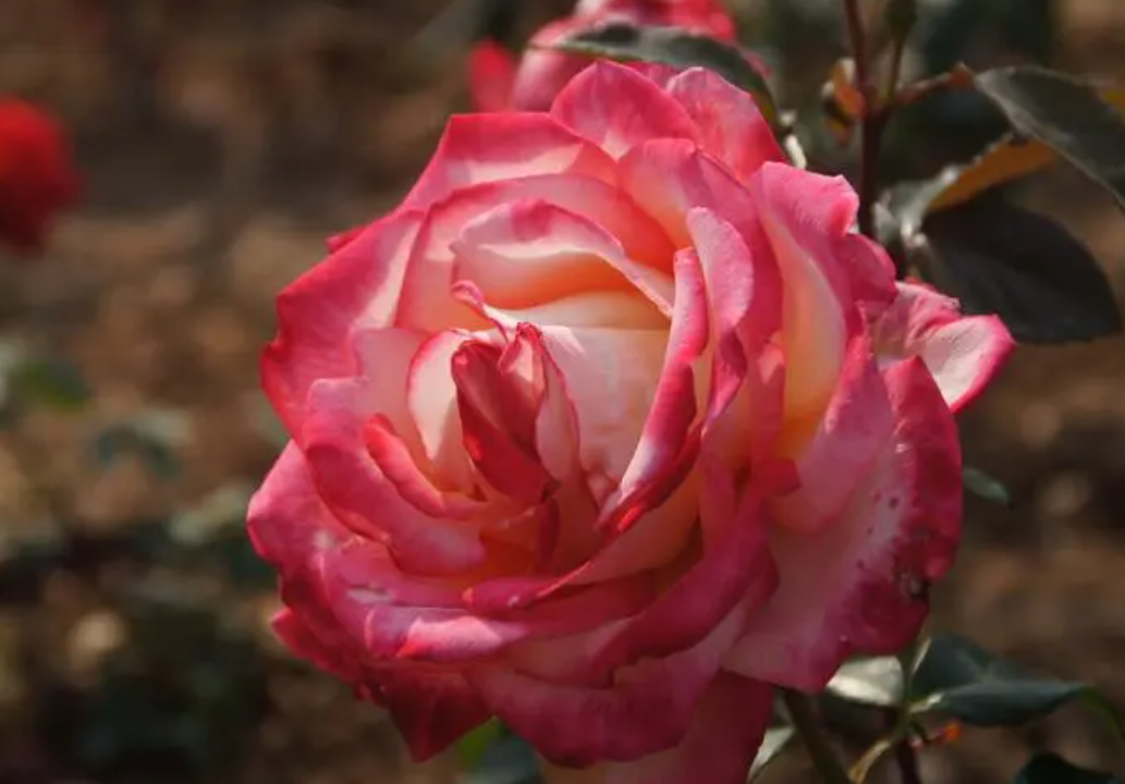 月季花开败后如何修剪