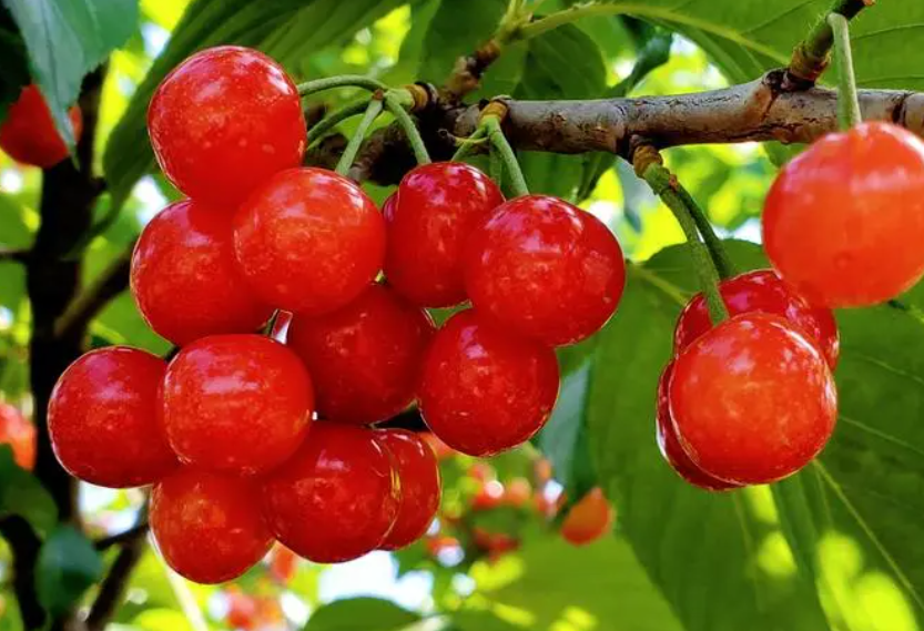 现在这个季节种樱桃树可以吗