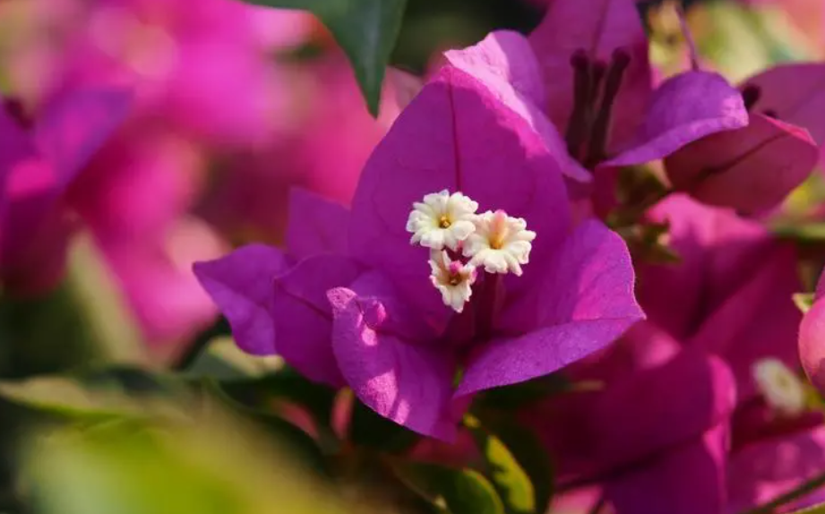 三角梅一次花期多长