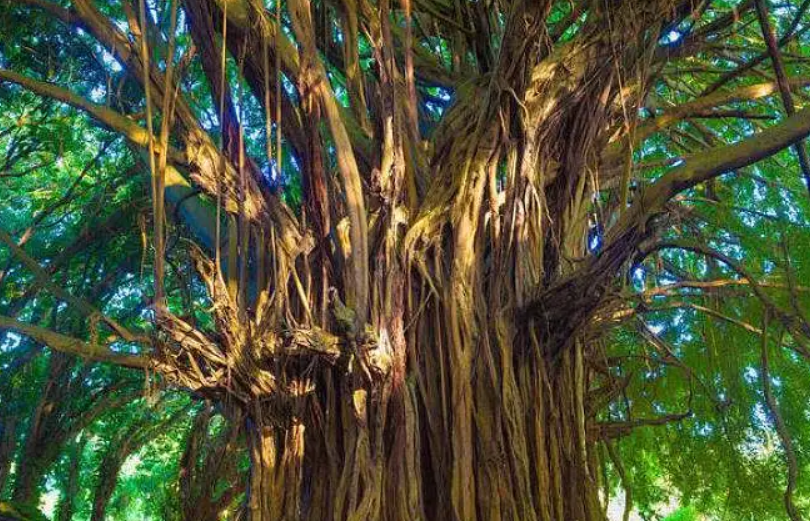 菩提树生长环境要求