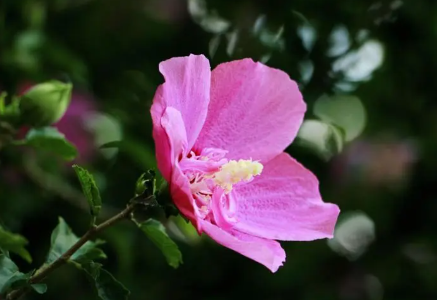 木槿花开花后剪哪里