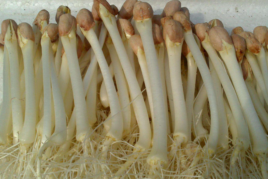 花生芽种植成本利润