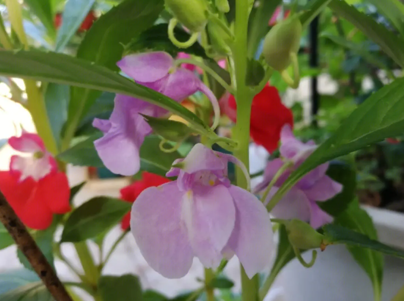 凤仙花猛长叶不开花什么原因