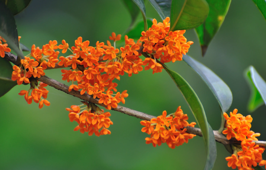 桂花夏天怕太阳直射吗