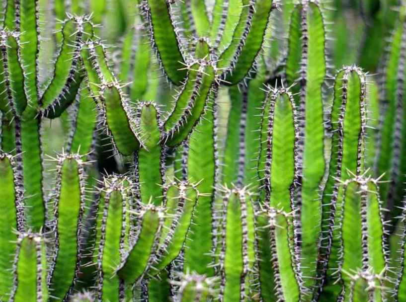 家里养什么花最旺家