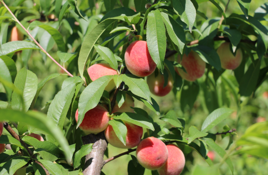 八月适合种什么水果树