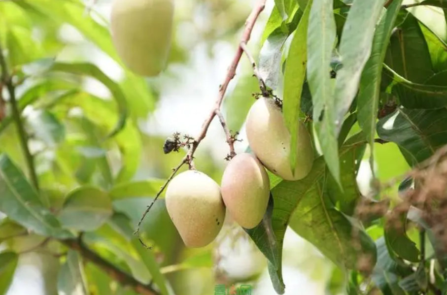 不需要阳光的果树有哪些品种