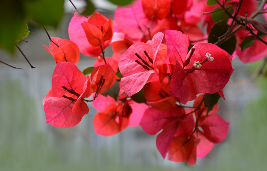 三角梅长叶多久才开花