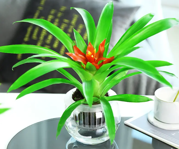 盆栽凤梨花的养殖方法