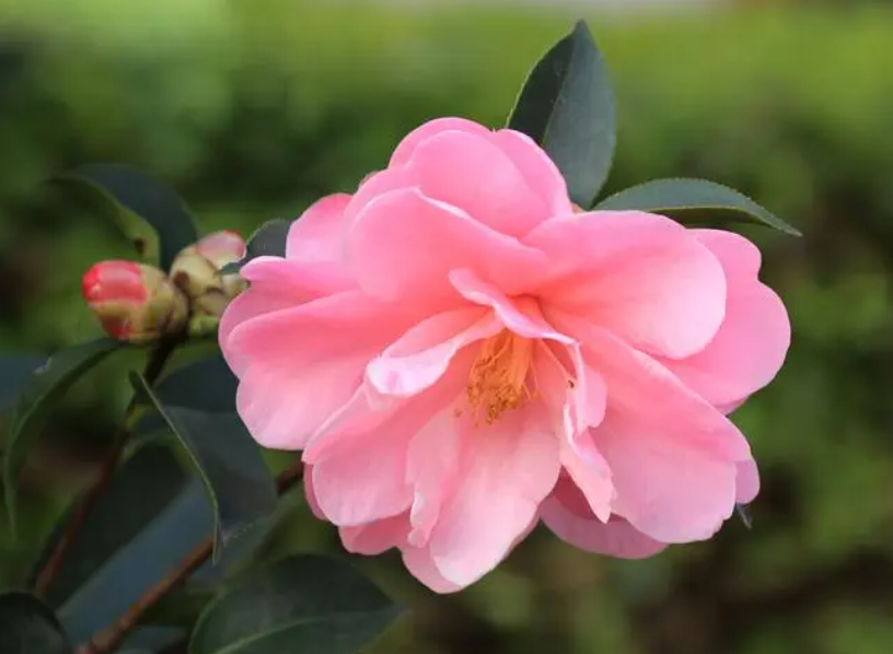 茶花几月份扦插成活率高