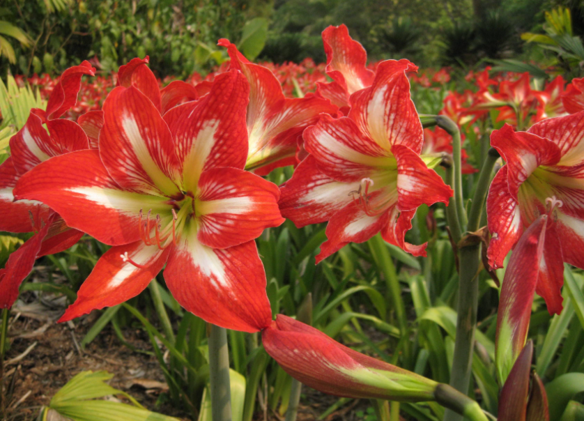 朱顶红开花后怎么养护