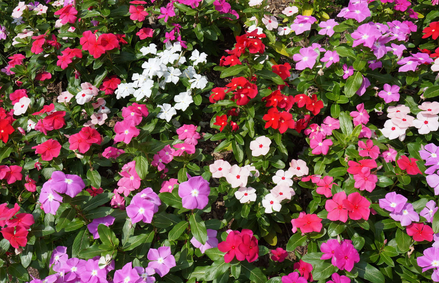 长春花毒性有多大