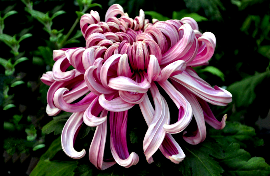 菊花最后一次换盆什么时间