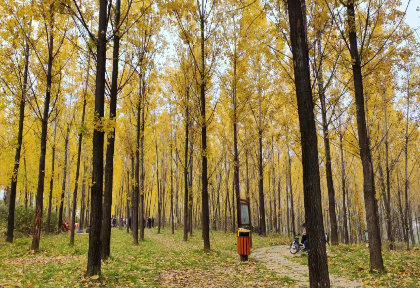 杨树什么时候卖合适