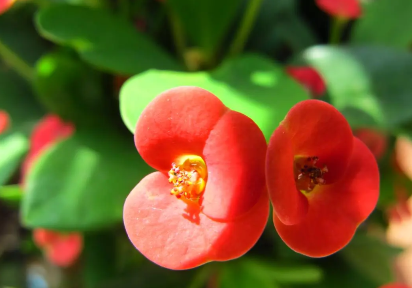 虎刺梅一年四季开花吗