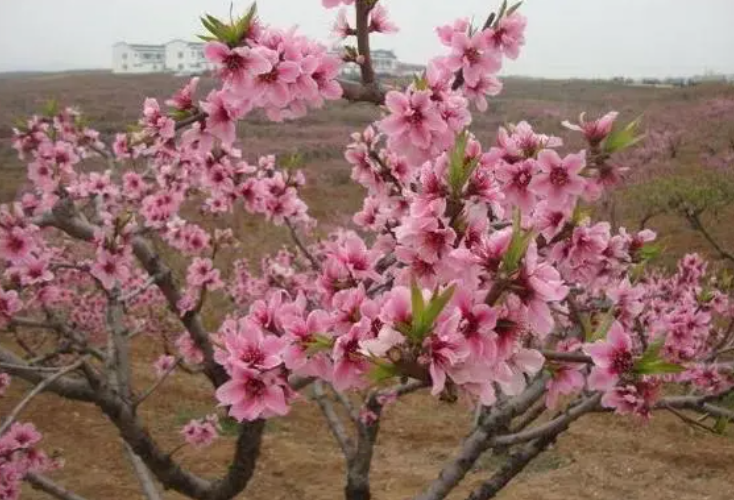 桃树什么季节开花
