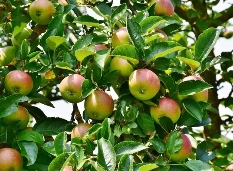 苹果树主枝过长如何修剪