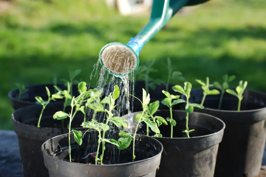 冬天养花几天浇水一次
