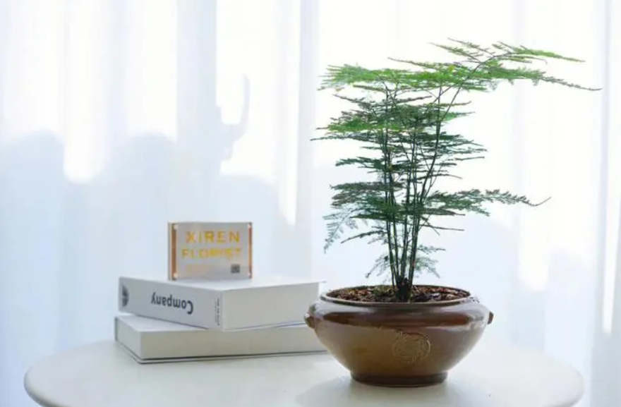 文竹一般在什么时候开花