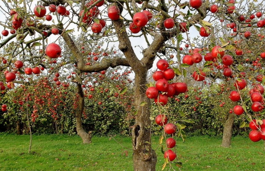 乔化苹果树主要树形