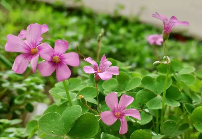 红花酢浆草夏季休眠吗