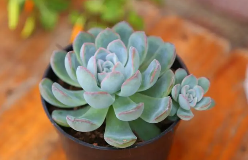 花边月影多肉如何养